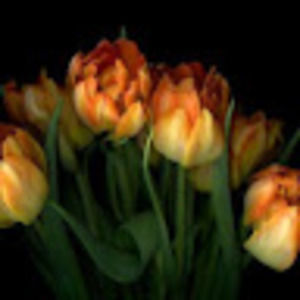 Meet your Posher, Teri m.